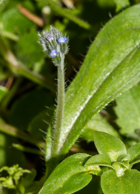 Plants with blue flowers, NaturaGraeca