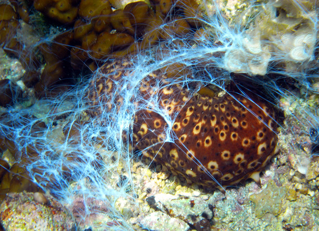 The Spider-Man sea cucumber