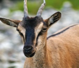 Capra aegagrus