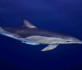 Κοινό δελφίνι