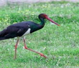 Ciconia nigra