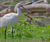 Platalea leucorodia