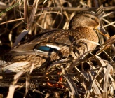 Anas platyrhynchos 