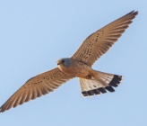 Falco naumanni 