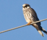 Falco vespertinus 