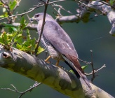 Accipiter brevipes