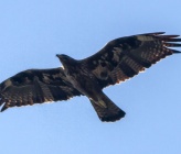 Aquila fasciata