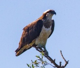 Pandion haliaetus