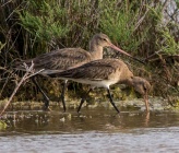 Limosa limosa