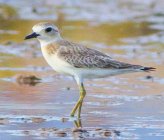 Anarhynchus leschenaultii