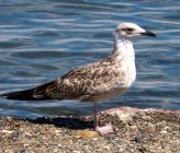 Larus michahellis