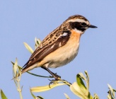 Saxicola rubetra 