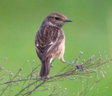 Saxicola torquatus