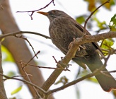 Turdus merula