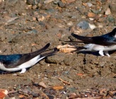 Delichon urbicum 