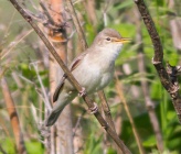 Acrocephalus palustris