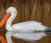 Pelecanus crispus