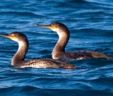 Gulosus aristotelis