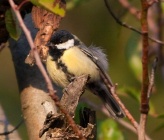 Parus major 