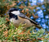 Periparus ater 