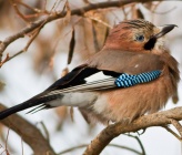 Garrulus glandarius