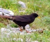 Pyrrhocorax graculus