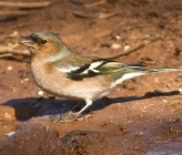 Fringilla coelebs