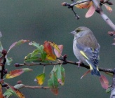 Chloris chloris