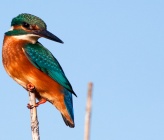 Alcedo atthis 