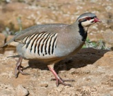 Alectoris chukar  