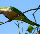 Myiopsitta monachus  