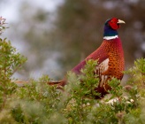 Phasianus colchicus var torquatus 