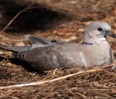 Streptopelia decaocto   