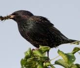 Sturnus vulgaris   