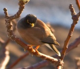 Acridotheres tristis