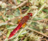 Crocothemis erythraea