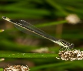 Ischnura elegans - θηλυκό