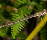Sympecma fusca