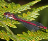 Pyrrhosoma nymphula