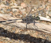 Orthetrum sabina - αρσενικό