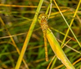 Sympetrum sanguineum - θηλυκό