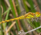 Sympetrum striolatum - θηλυκό