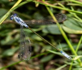 Lestes macrostigma 