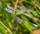 Lestes macrostigma 