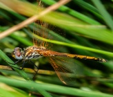 Trithemis arteriosa