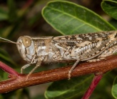 Calliptamus barbarus - αρσενικό