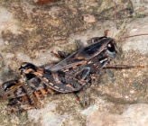 Calliptamus italicus - θηλυκό