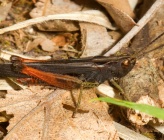 Omocestus rufipes