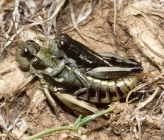 Oropodisma chelmosi