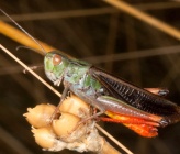 Stenobothrus lineatus